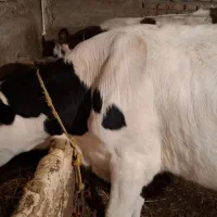 گوساله ماده|حیوانات مزرعه|ثمرین, |دیوار