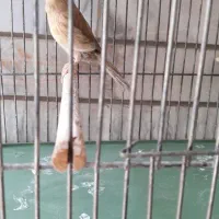 قناری ماده دارچین کاکلی آماده