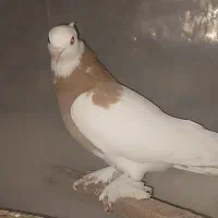جفت توقی سرخ شکلاتی