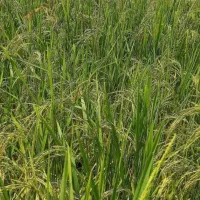 800 کیلو برنج طارم هاشمی