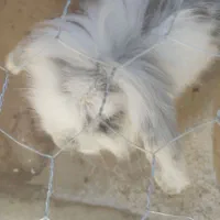 خرگوش خونگی