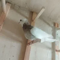 کبوترگم شده