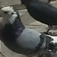 شازده(پلنگ)