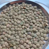 بذر عدس بوجاری شده بذر