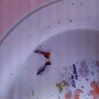 گوپی تاپ گرید|ماهی|تربت‌حیدریه, باغ سلطانی|دیوار