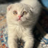 گربه اسکاتیش