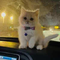 گربه|گربه|تهران, کیانشهر|دیوار