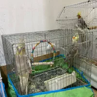 تعدادی عروس هلندی نر و ماده|پرنده|رشت, نخودچر|دیوار