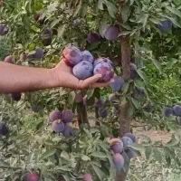 انواع نهال میوه|خدمات باغبانی و درختکاری|کاشمر, |دیوار