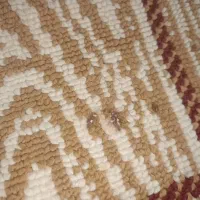 گلیم|گلیم، جاجیم، گبه|مشهد, بهمن|دیوار