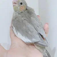 جوجه عروس سرلاکی|پرنده|فردیس, منظریه|دیوار