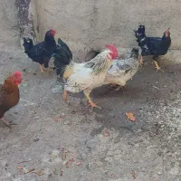 مرغ وخروس|حیوانات مزرعه|شهریار, رضی آباد بالا|دیوار