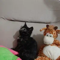 بچه گربه زیبا دوماه بدون مادر|گربه|رشت, معلولین|دیوار