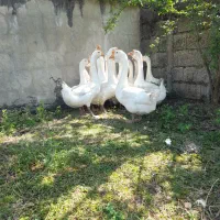 قوغاز اکراینی ممتاز