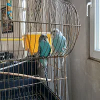 مرغ عشق به همراه قفس و پایه|پرنده|ارومیه, |دیوار