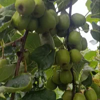 فروش باغ کیوی در شهر چوبر