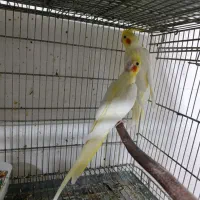 قناری عروس هلندی لوری راهب گرینچیک شاه طوطی|پرنده|خورموج, |دیوار