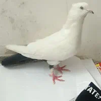 کبوتر|پرنده|دزفول, |دیوار