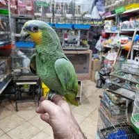 آمازون پیشونی آبی فول دستی کلامدار|پرنده|اصفهان, حسین‌آباد|دیوار