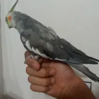 عروس هلندی گمشده