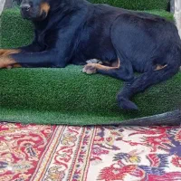 سگ روتوایلر|سگ|کهریزک, |دیوار