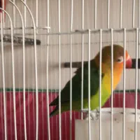 طوطی برزیلی|پرنده|شیراز, امام حسین|دیوار