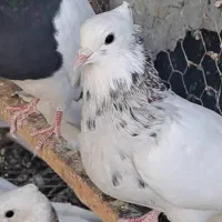 کبوتر طوقی|پرنده|سقز, |دیوار