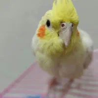 معاوضه عروس هلندی