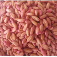 بذر گندم دیم واران