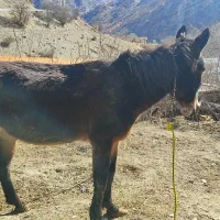 قاطرنر|حیوانات مزرعه|سیسخت, |دیوار