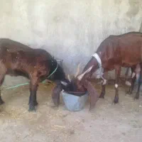 بز و بزغاله