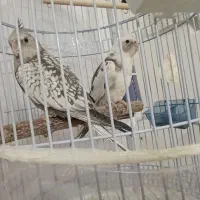 جفت جوجه عروس هلندی