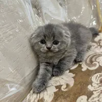 اسکاتیش بلو خرسی