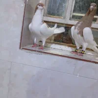 در کوشک بیدک|حیوانات|شیراز, کوشک بیدک|دیوار