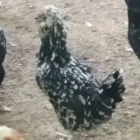تخم مرغ گلین