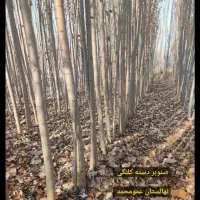 فروش عمده نهال صنوبر تضمین کیفیت|خدمات باغبانی و درختکاری|یاسوج, |دیوار