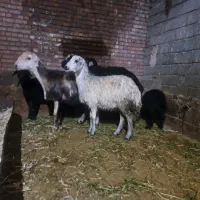 بره ماده دامازدخ