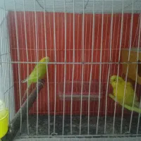 یک جفت مرغ عشق