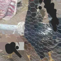 یک عددجوجه لاری اصل|حیوانات مزرعه|اهر, |دیوار