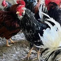 فروش خروس گلین ۹ ماهه