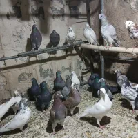 پرنده کبوتر