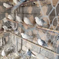 کبوتر پرشی|پرنده|جلیل آباد, |دیوار