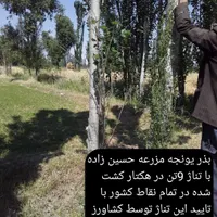 بذر یونجه بذر یونجه پایه بلند با تناژ بالا|عمده‌فروشی|قروه, |دیوار
