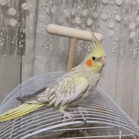 عروس هلندی گلباقالی و لوتینو