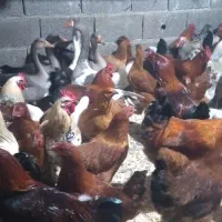 مرغ و خروس محلی|حیوانات مزرعه|دالخانی, |دیوار