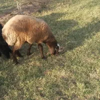 بره نر شال افشار