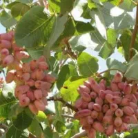 باغ پسته همراه اب ملکی