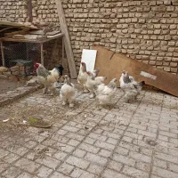 تخم نطفه دار برهما لایت