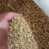 گندم|خوردنی و آشامیدنی|عنبرآباد, |دیوار