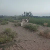 واگذاری سگ میکس سراب و پژدر مخصوص گوسفند